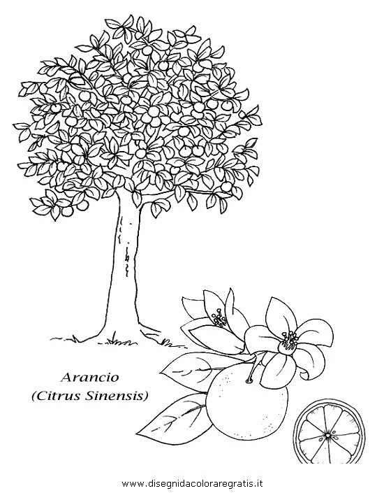 Featured image of post Albero Di Arance Disegno