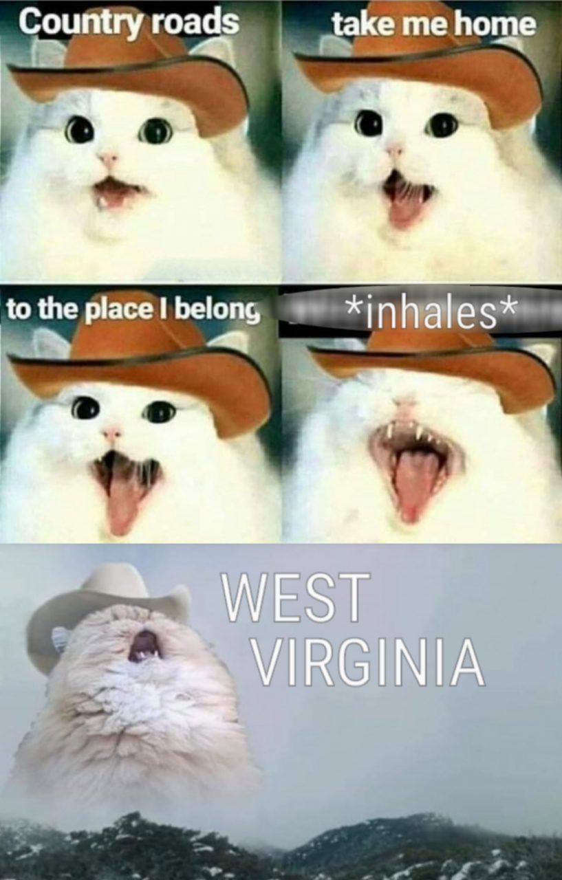 Featured image of post Cat Cowboy Hat Meme West Virginia