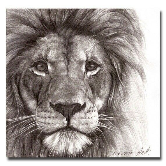 Featured image of post Lion Head Drawing Realistic