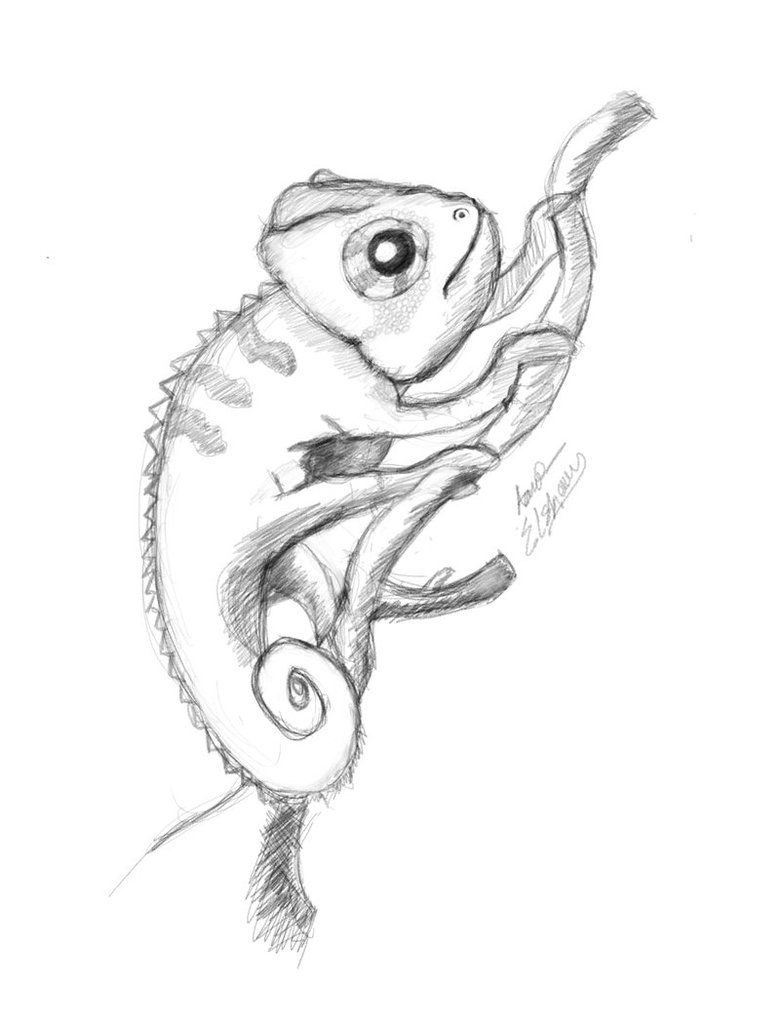 Featured image of post Sketch Chameleon Drawing