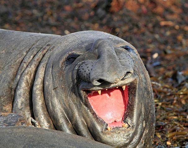 Featured image of post Super Funny Animal Faces