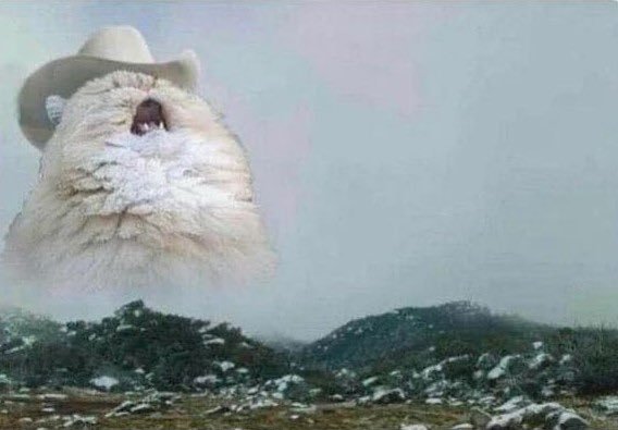 Featured image of post West Virginia Cat Meme Generator